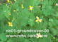 ob01_groundcover-06