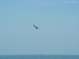 bird over ocean