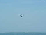 bird over ocean