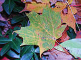 Autumn leaves in Upstate New York