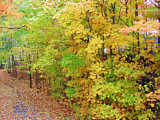Fall leaves in Upstate New York