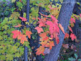 Autumn leaves in Upstate New York
