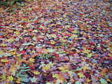 Fall leaves in Upstate New York