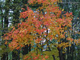Fall leaves in Upstate New York